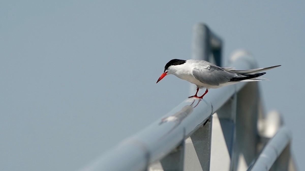 Common Tern - ML639788648