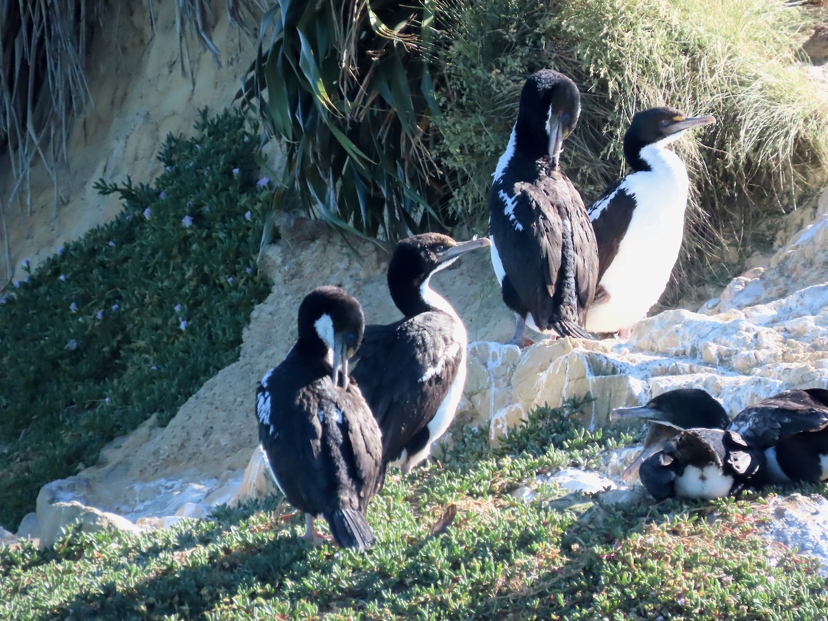New Zealand King Shag - ML639788734