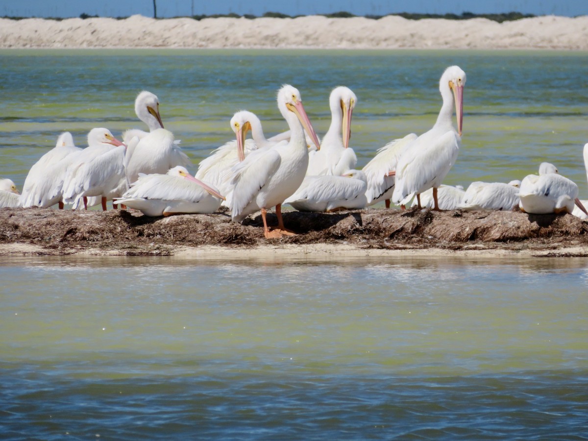 American White Pelican - ML639788913