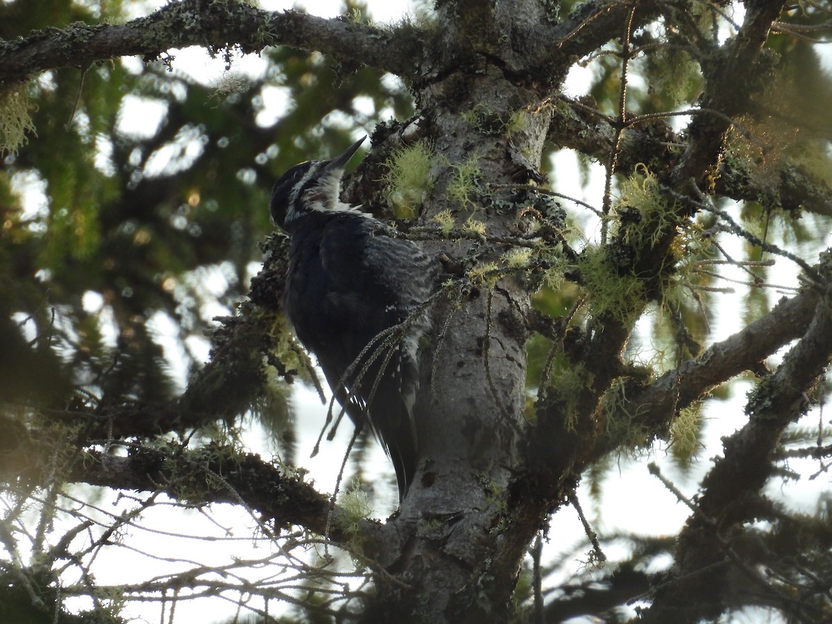 Black-backed Woodpecker - ML639789011