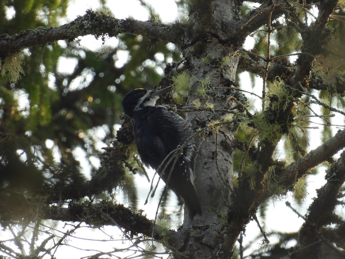 Black-backed Woodpecker - ML639789012