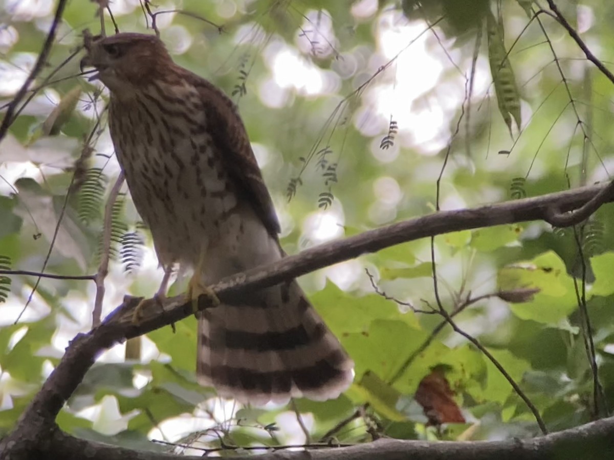 Cooper's Hawk - ML639789017