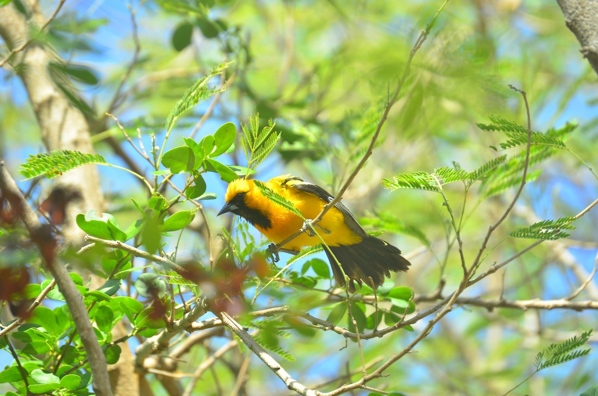 Orange Oriole - ML639789028