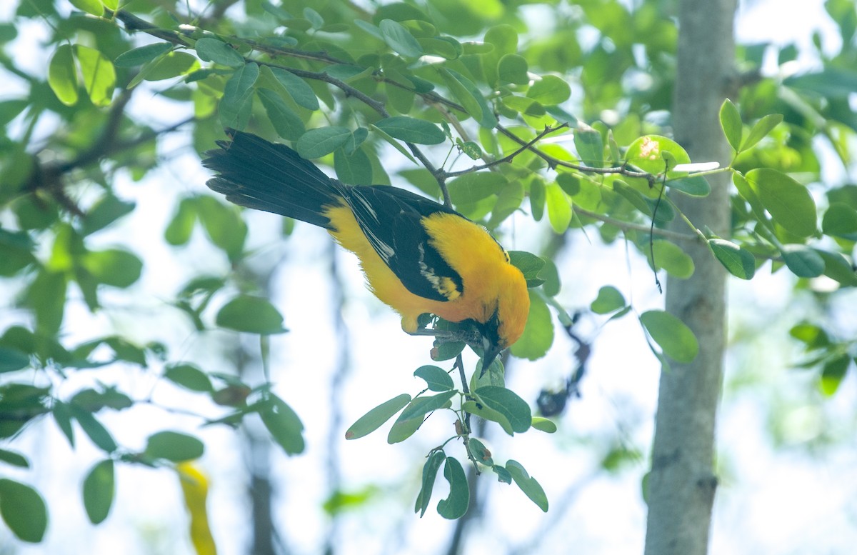 Orange Oriole - ML639789029