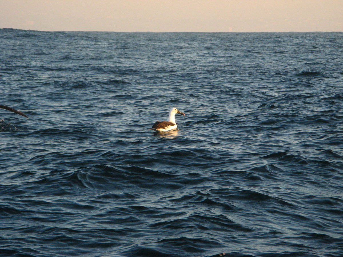 Hint Sarı Gagalı Albatrosu - ML639789103