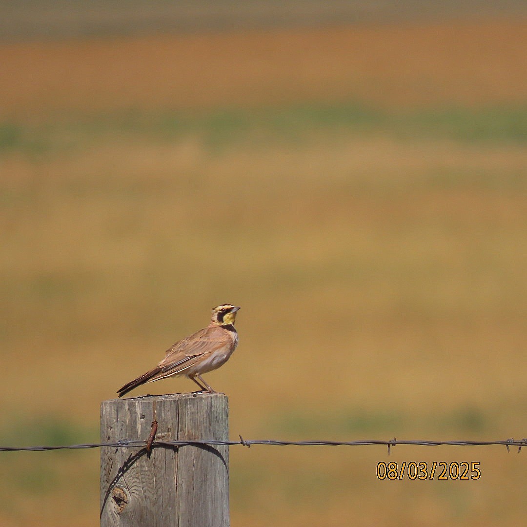 Horned Lark - ML639789133