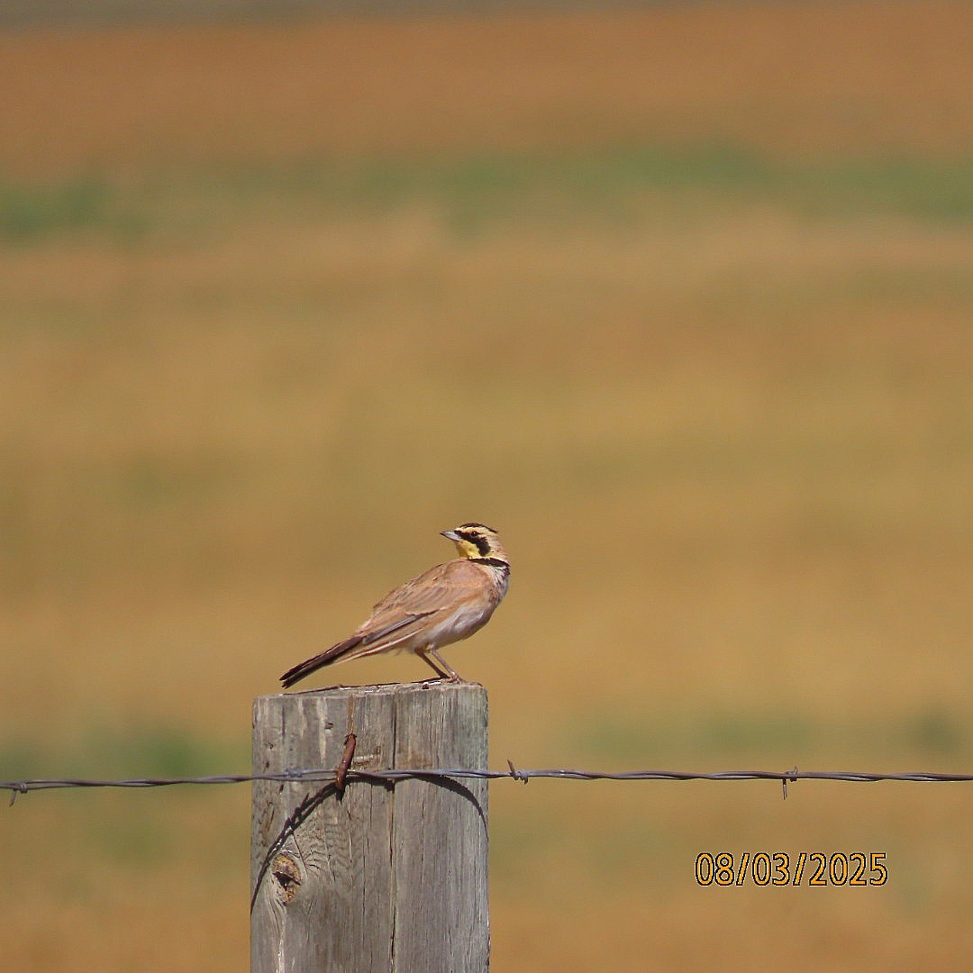 Horned Lark - ML639789134