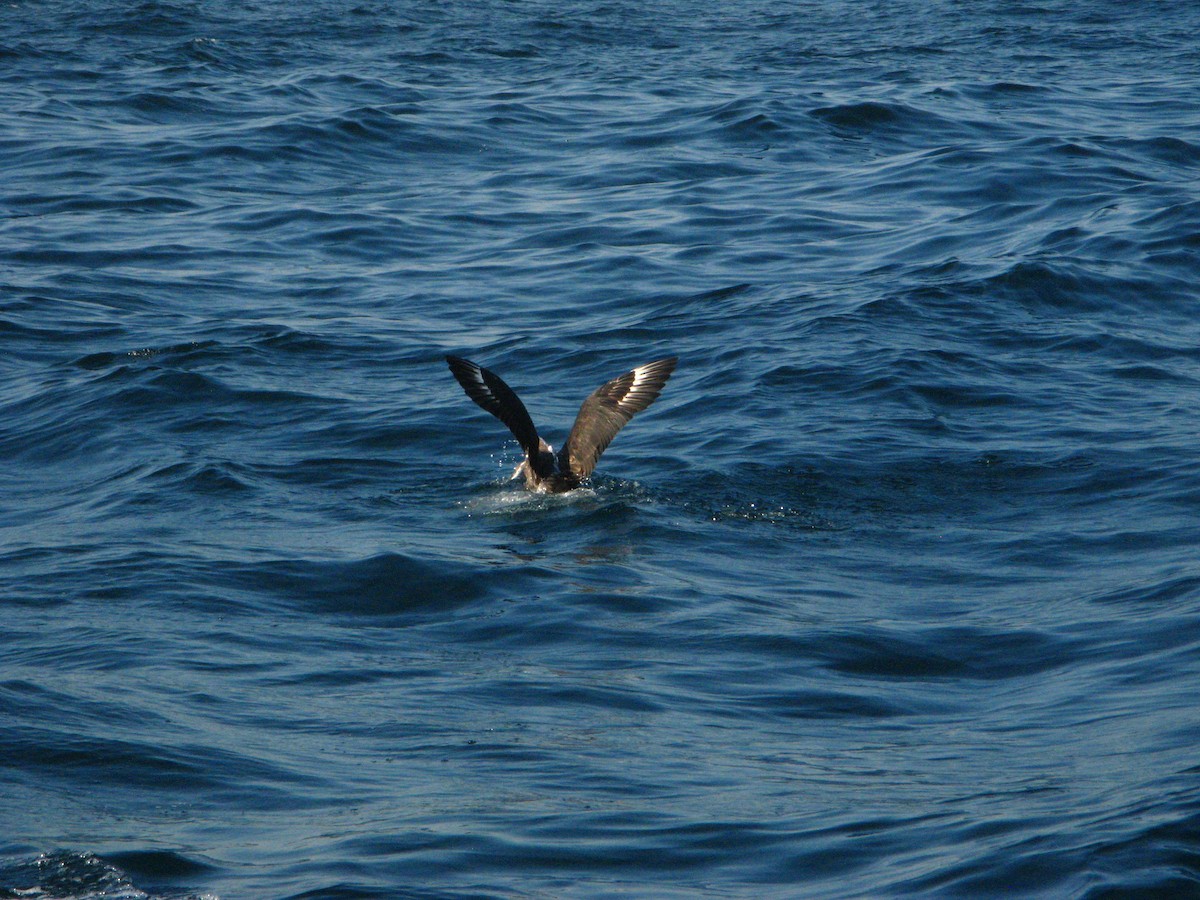 Kahverengi Korsanmartı - ML639789137