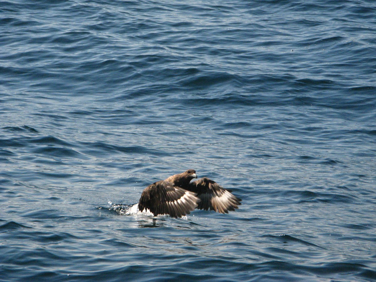 Kahverengi Korsanmartı - ML639789167