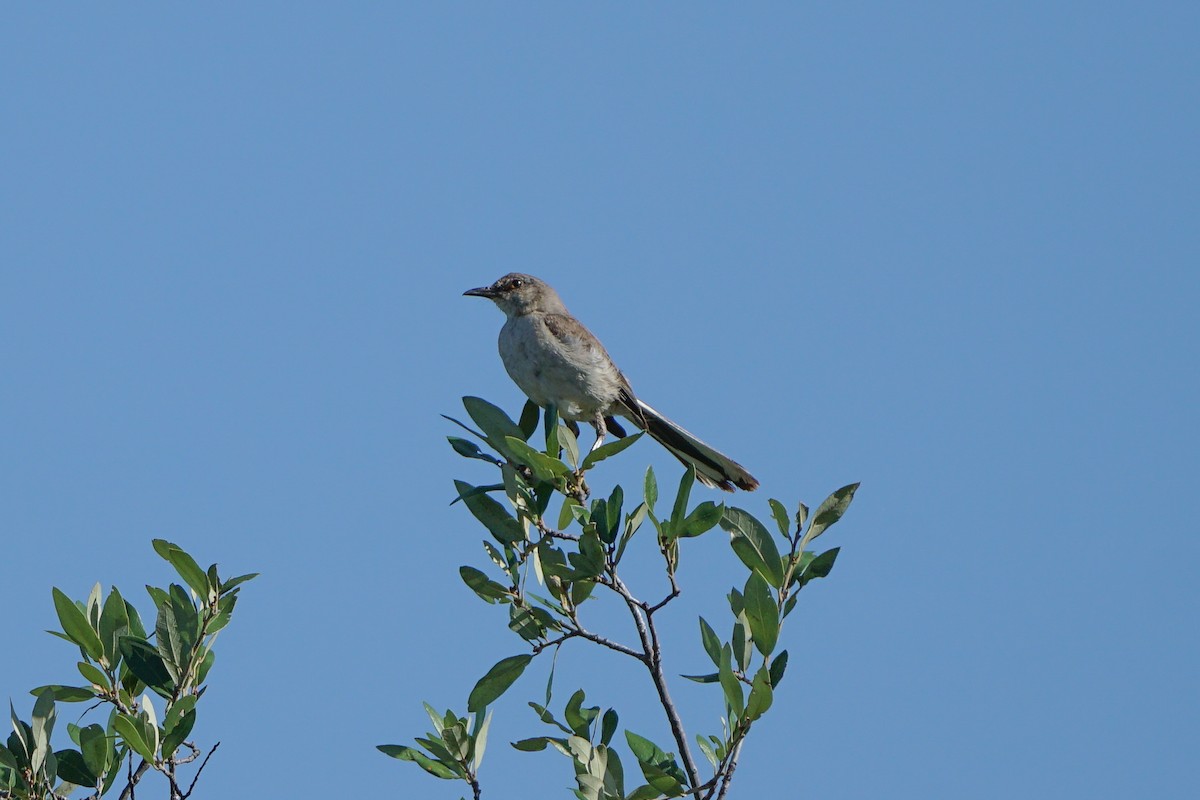 drozdec mnohohlasý - ML639789185