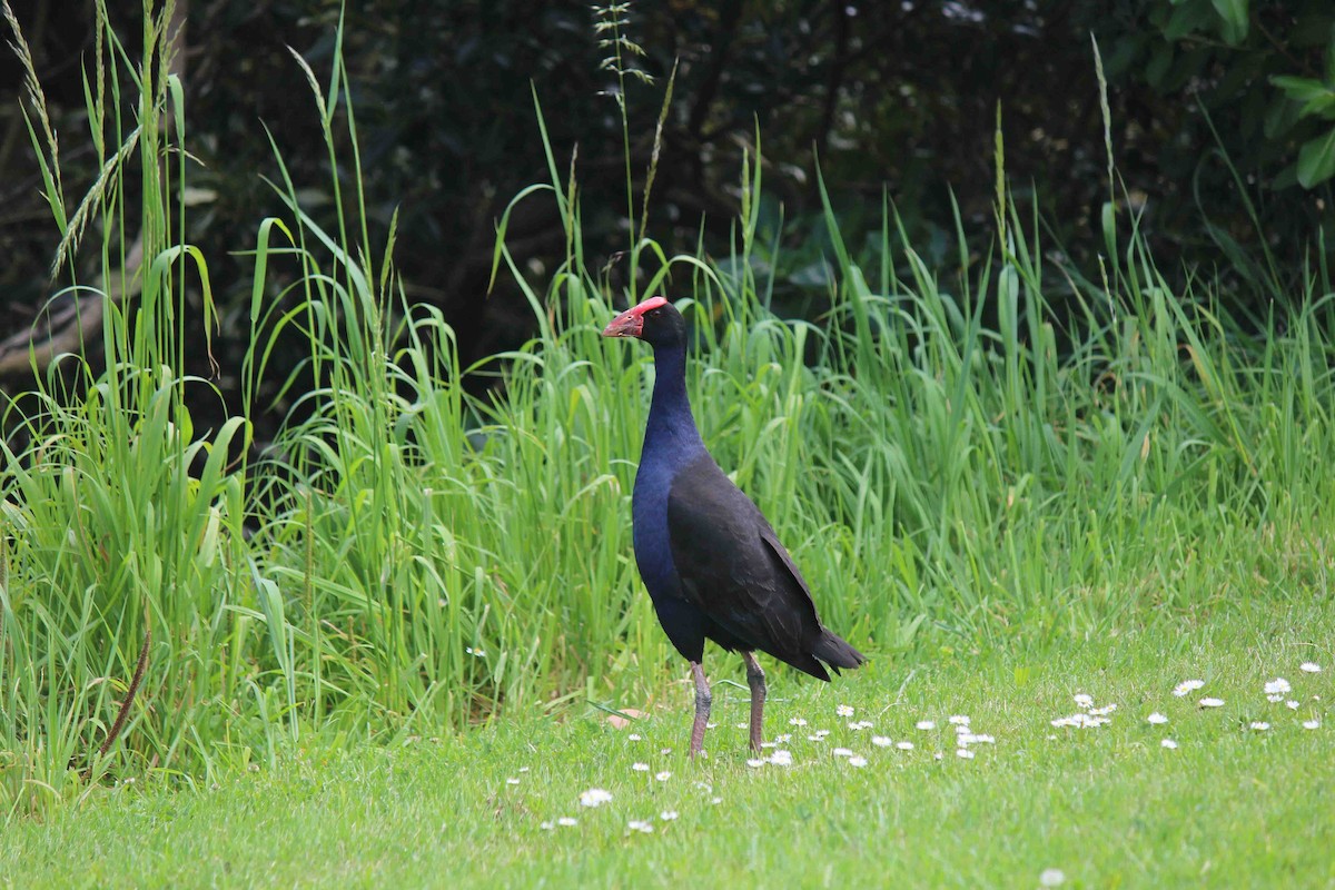 Australasian Swamphen - ML639789226