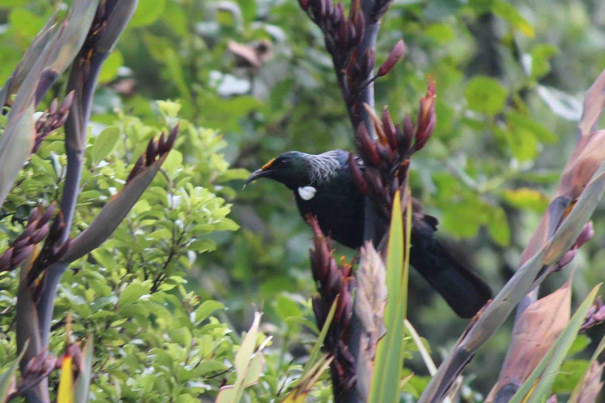 Tui - ML639789230
