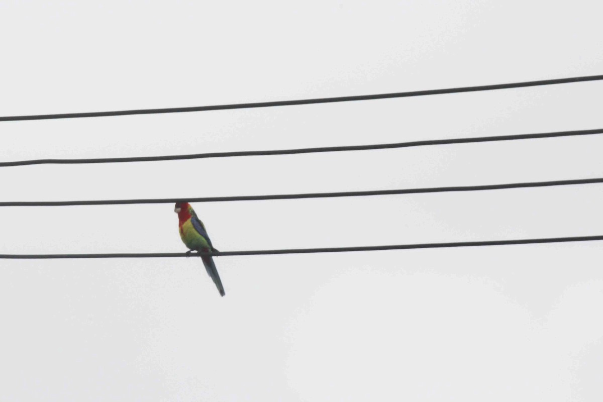 Eastern Rosella - ML639789240