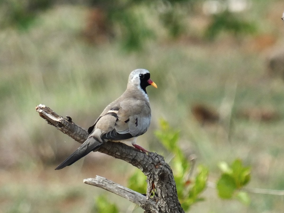 Namaqua Dove - ML639789250