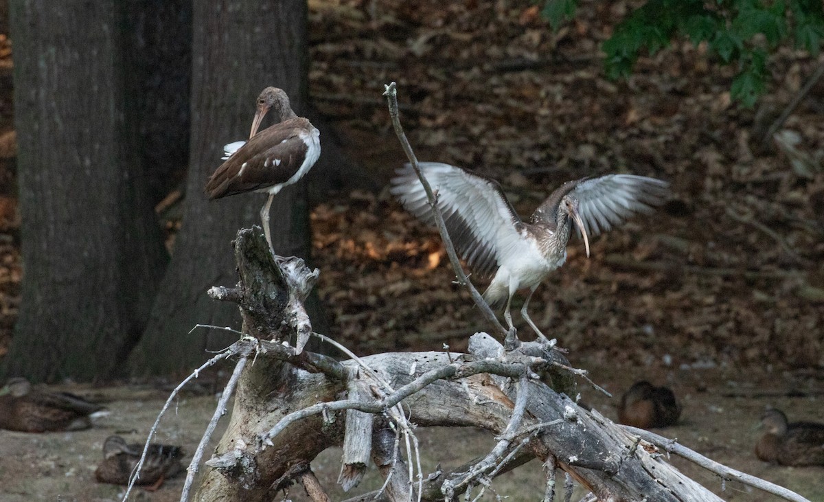 White Ibis - ML639789259