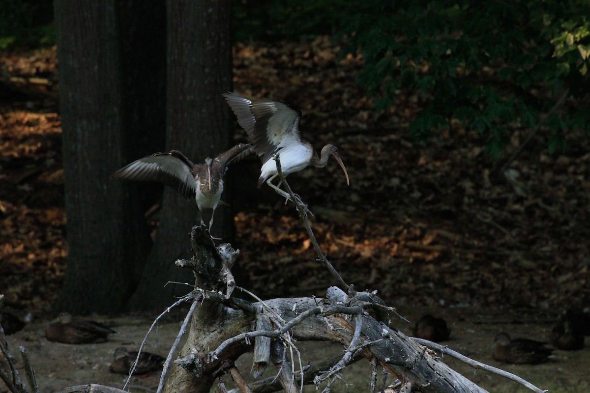 White Ibis - ML639789263