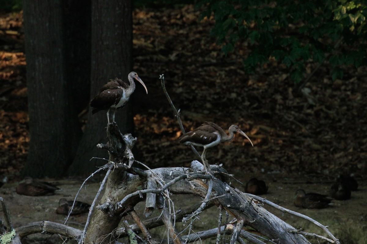 White Ibis - ML639789265
