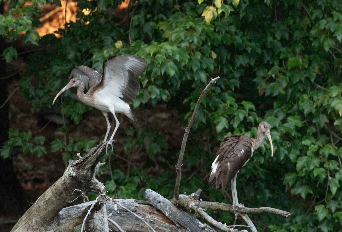 White Ibis - ML639789268
