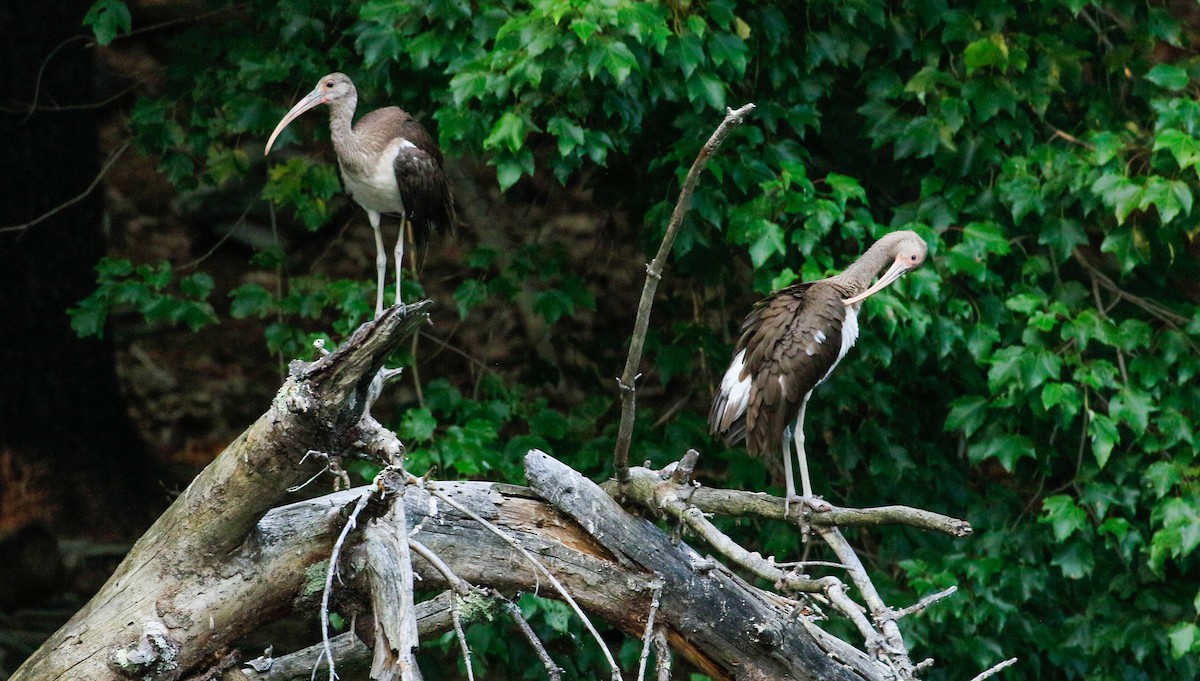 White Ibis - ML639789272