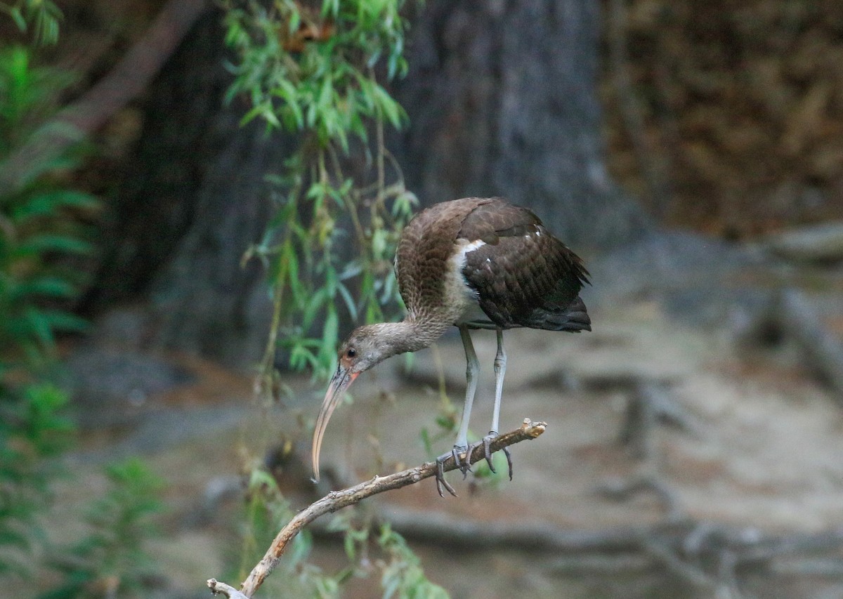 White Ibis - ML639789280