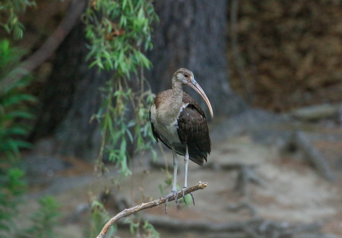 White Ibis - ML639789284