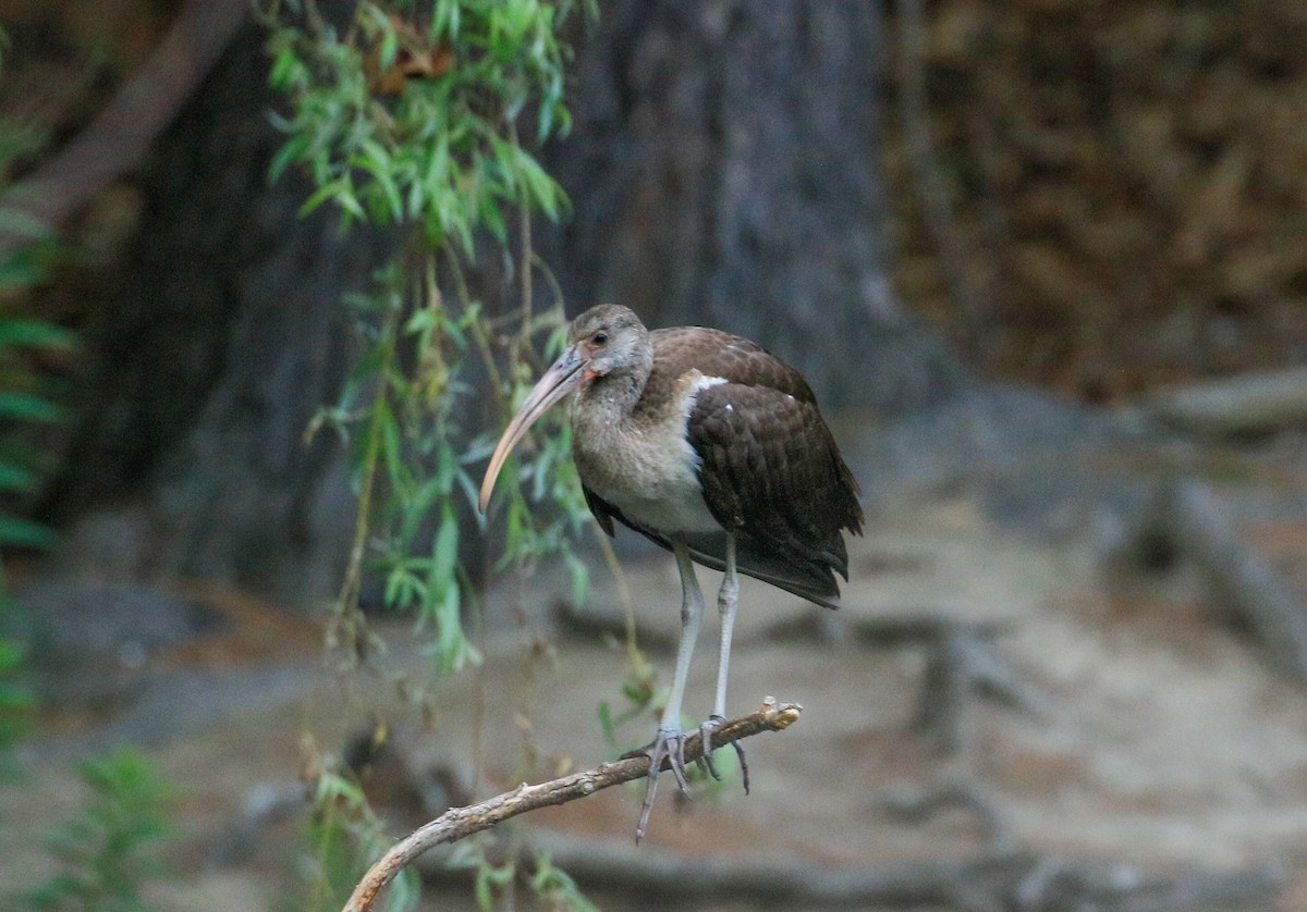 White Ibis - ML639789285