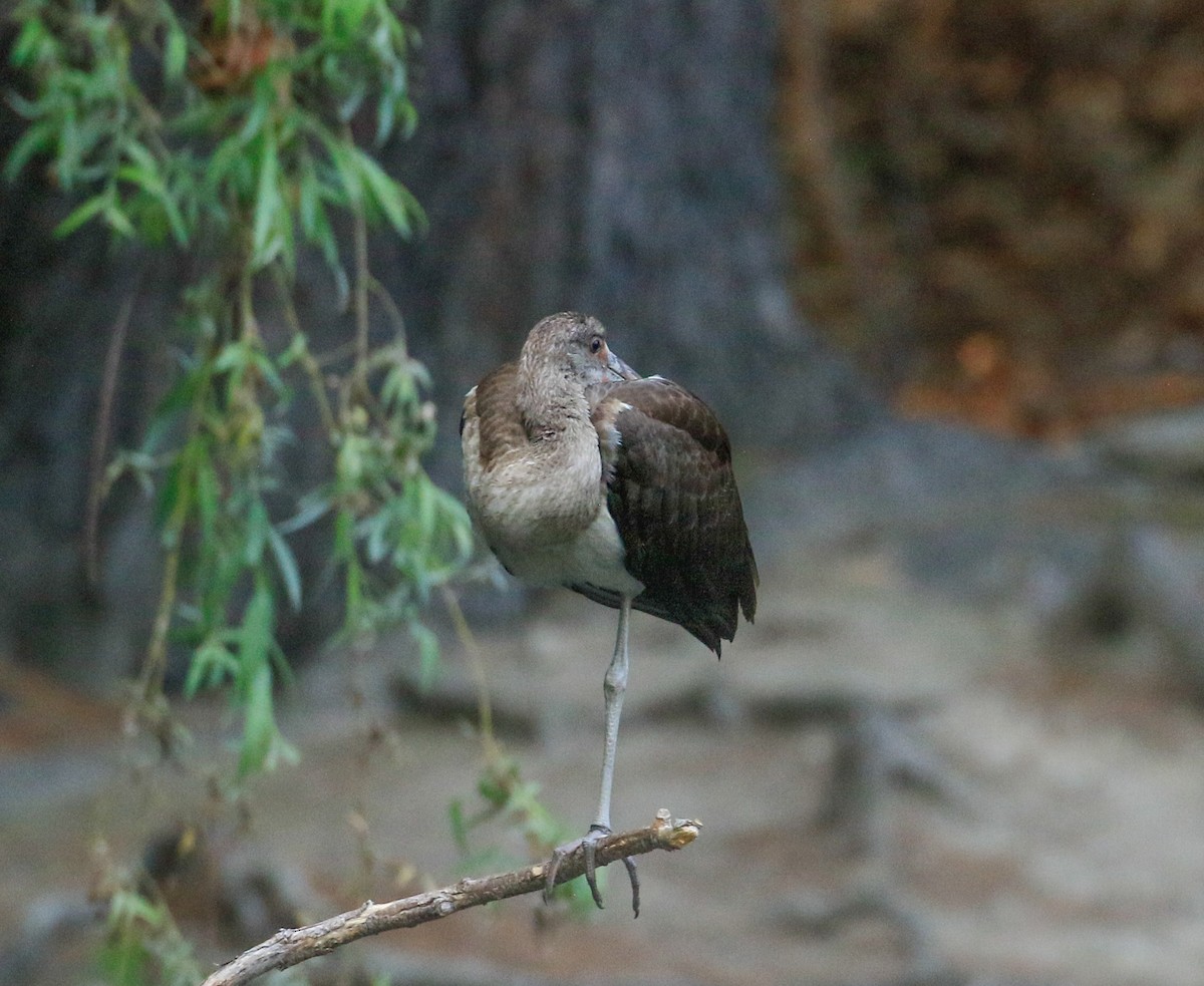 White Ibis - ML639789287
