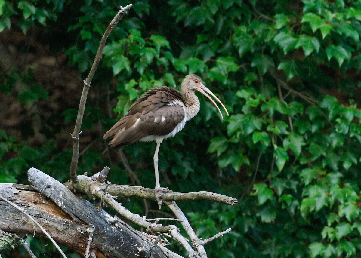 White Ibis - ML639789289