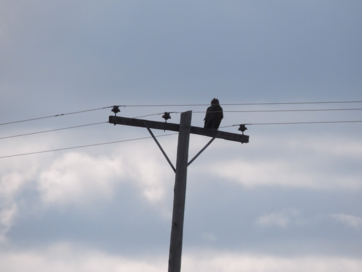Chaco Eagle - ML639789293