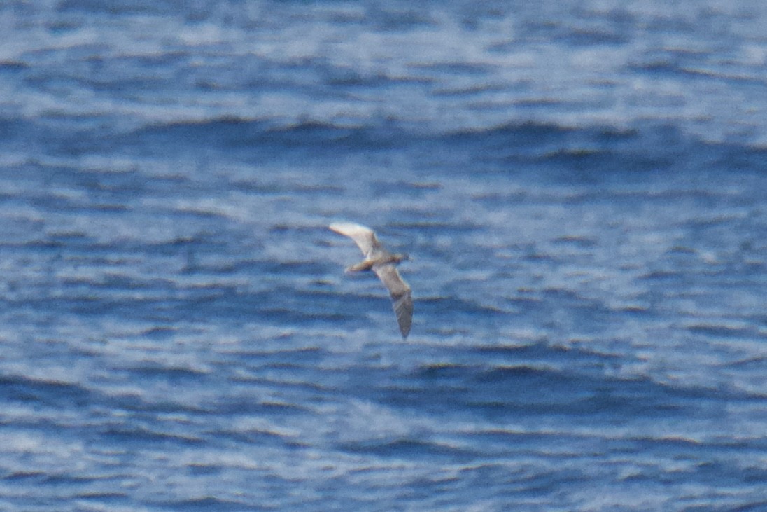 shearwater sp. - ML639789309