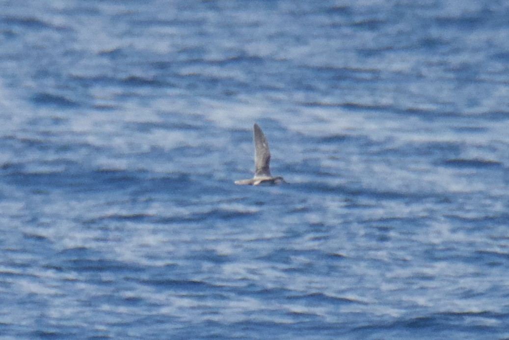 shearwater sp. - ML639789310