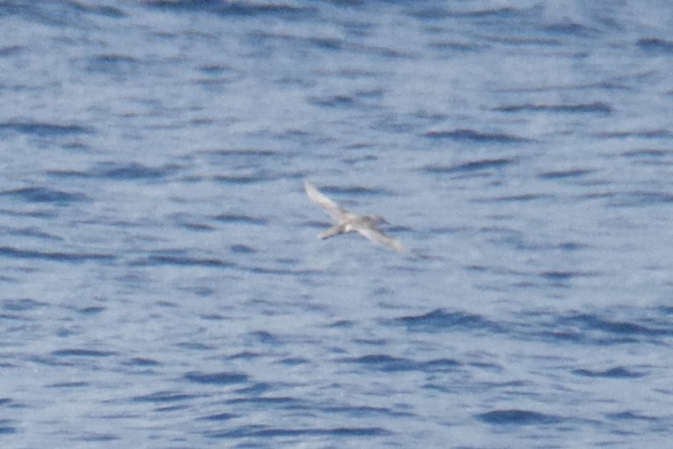 shearwater sp. - ML639789311