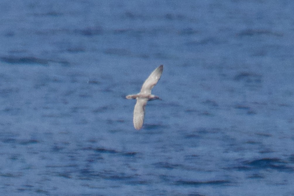 shearwater sp. - ML639789312