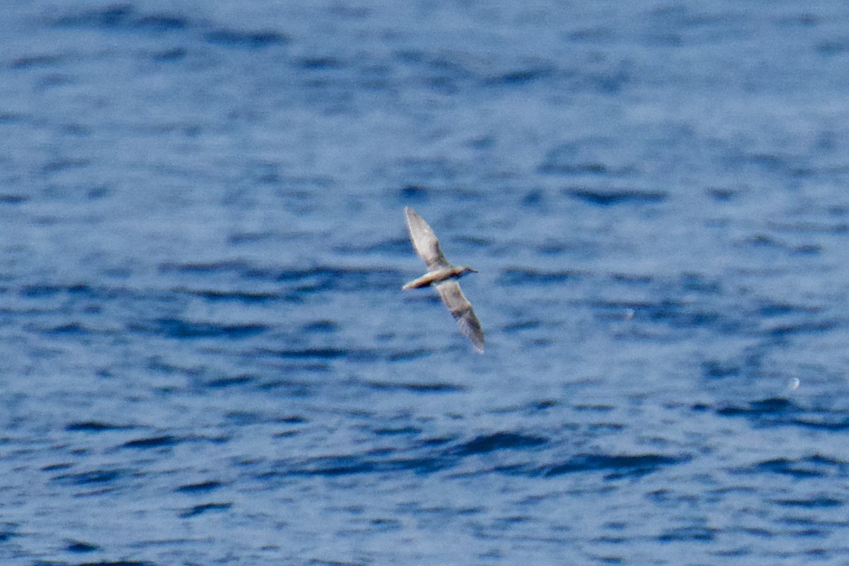 shearwater sp. - ML639789313