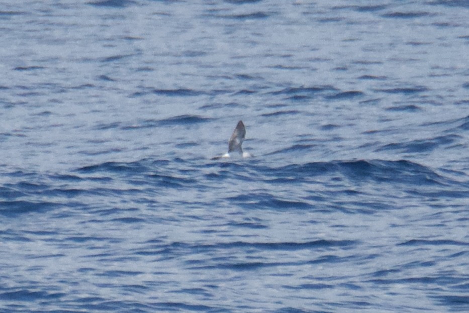 shearwater sp. - ML639789314