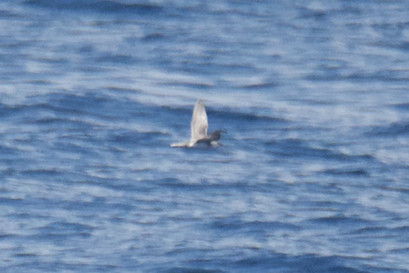 shearwater sp. - ML639789315