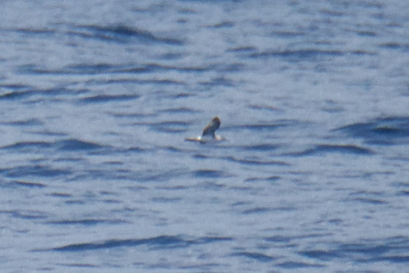 shearwater sp. - ML639789316
