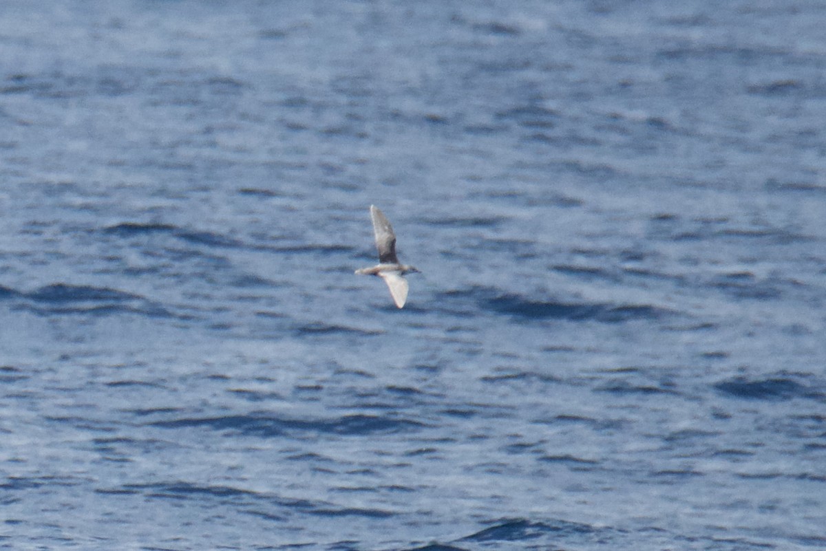 shearwater sp. - ML639789317