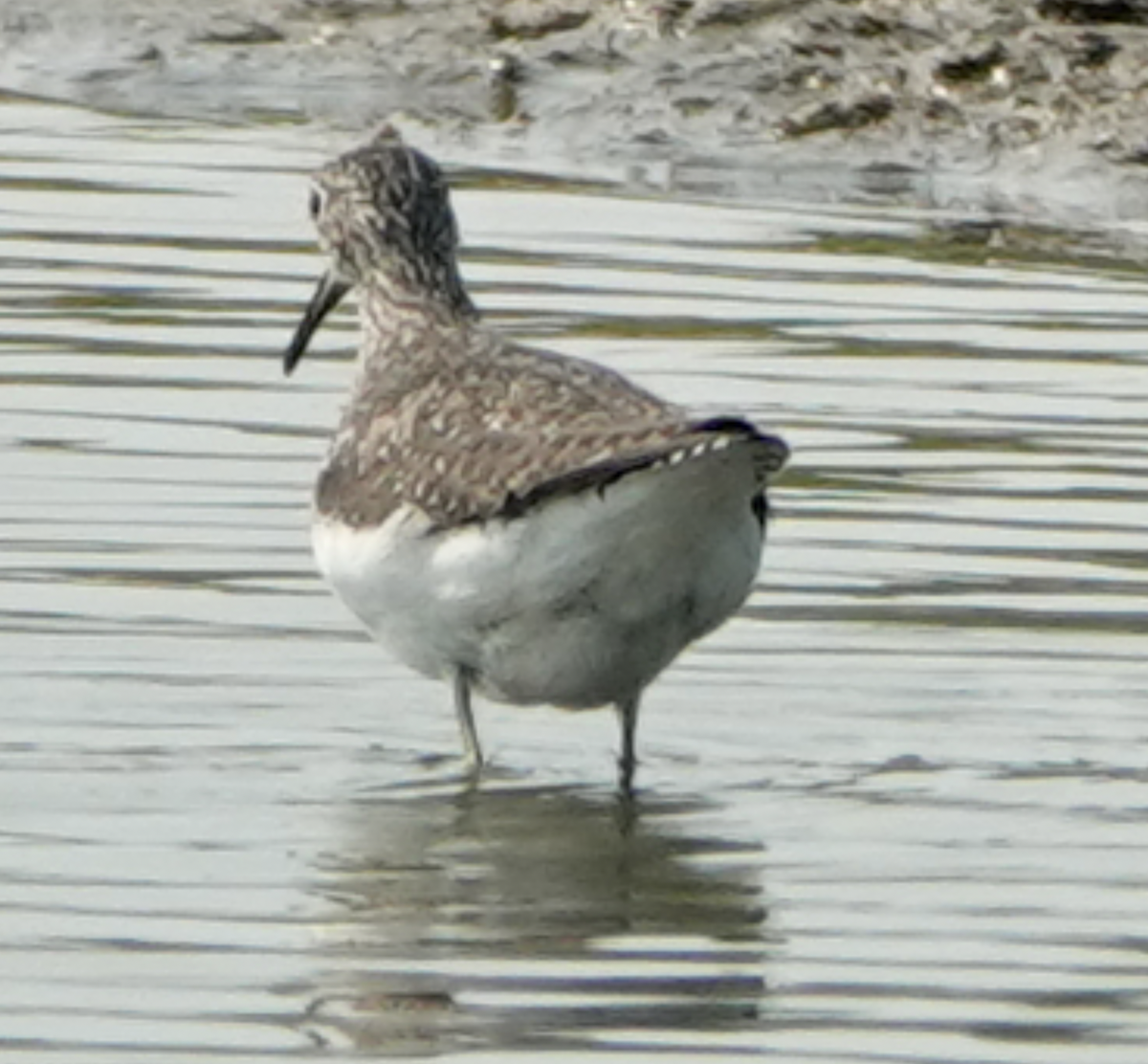 eremittsnipe - ML639789318