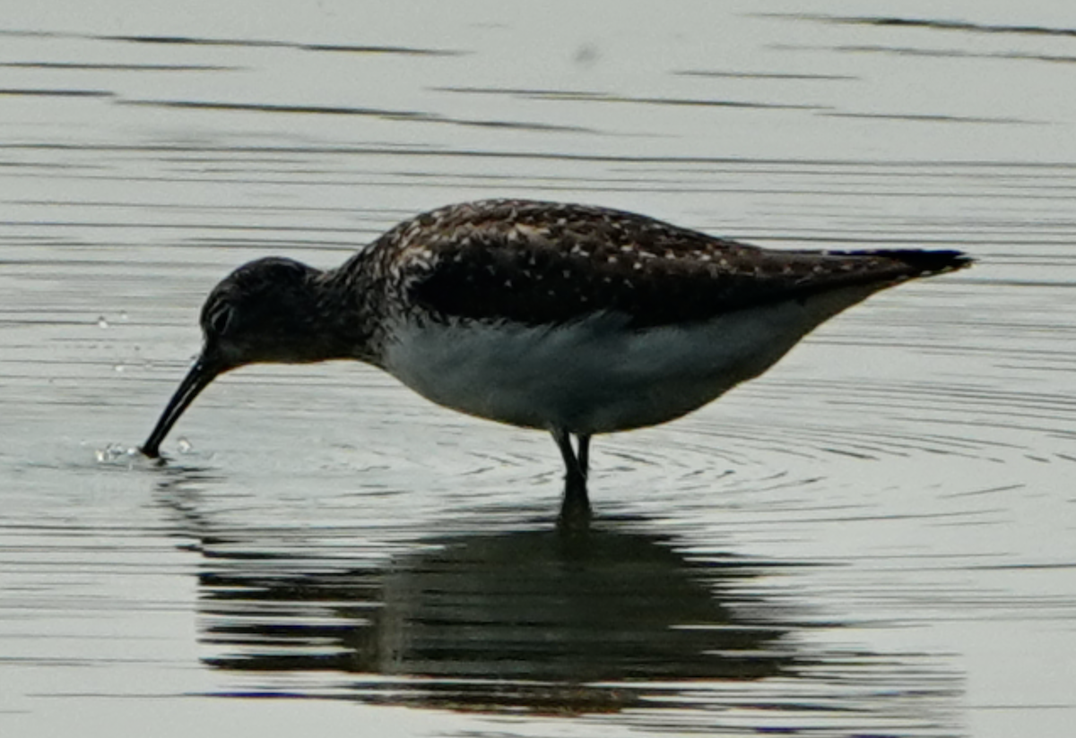 eremittsnipe - ML639789328