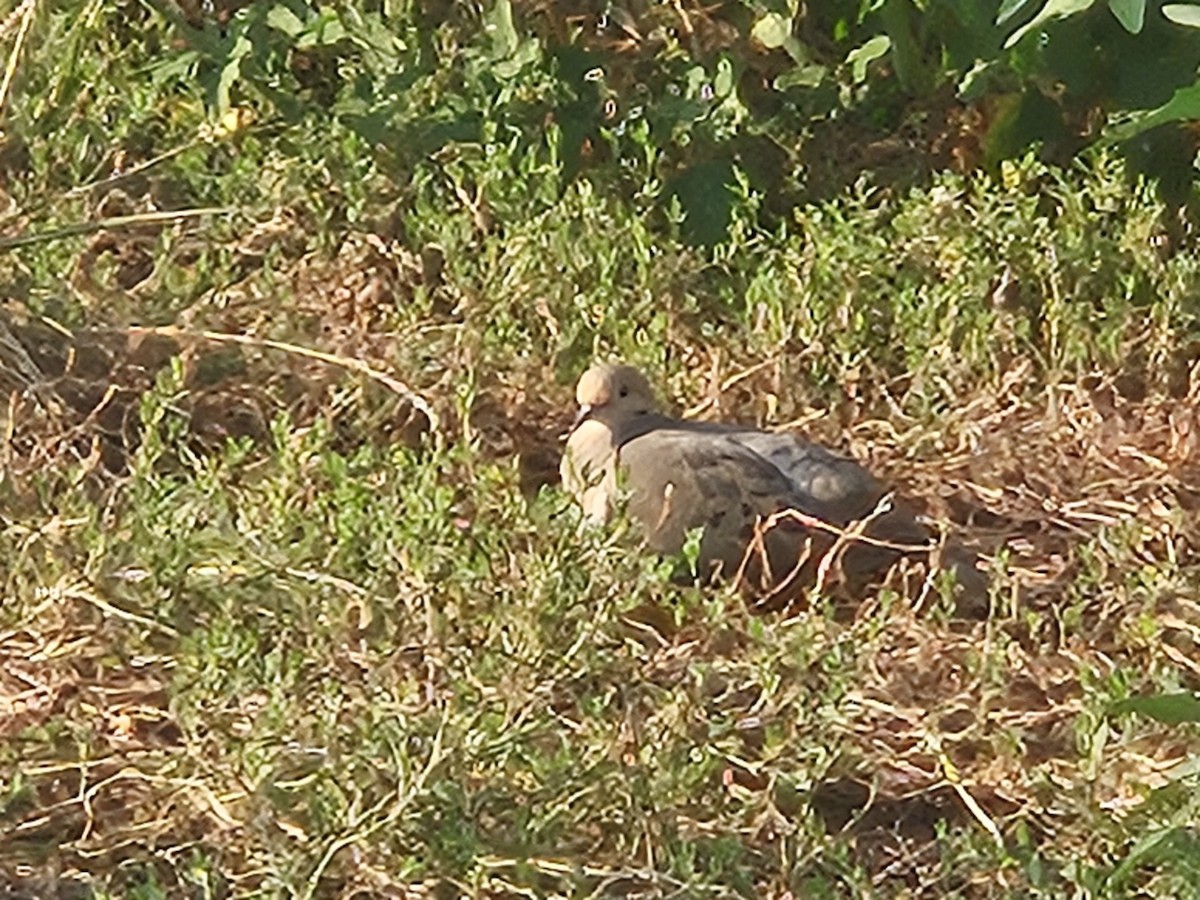 Mourning Dove - ML639789370