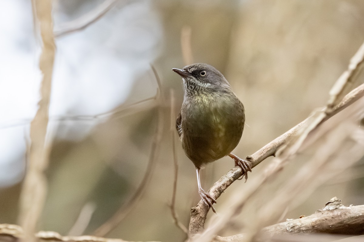 Tasmanian Scrubwren - ML639789384