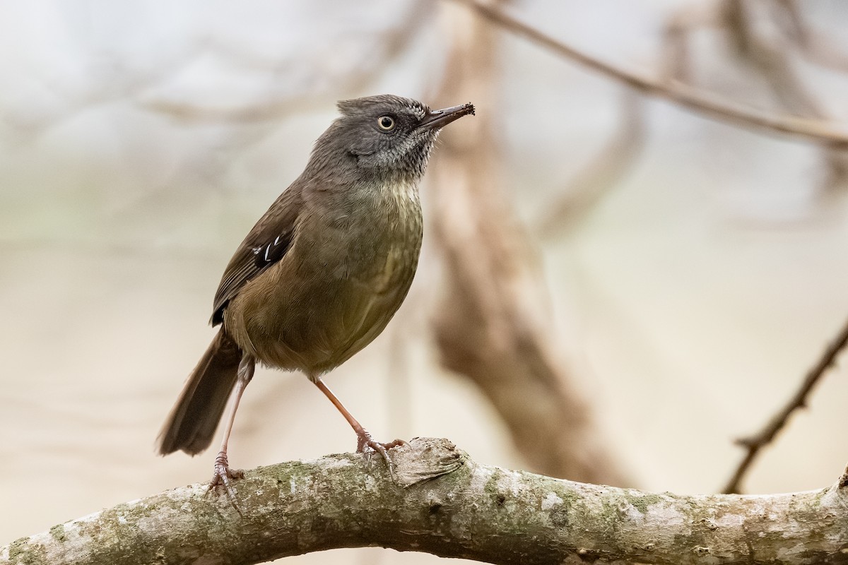 Tasmanian Scrubwren - ML639789388