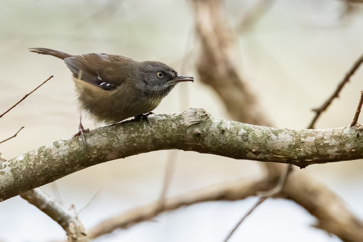 Tasmanian Scrubwren - ML639789389