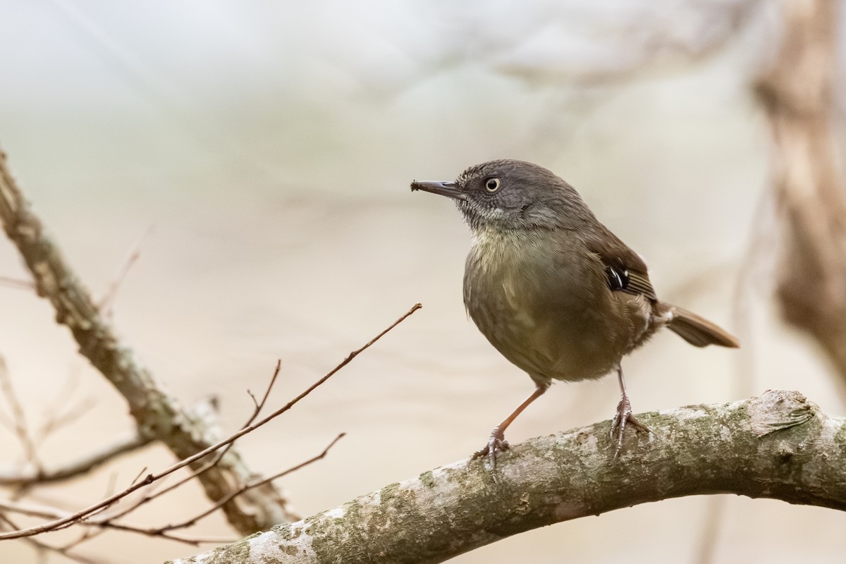 Tasmanian Scrubwren - ML639789391