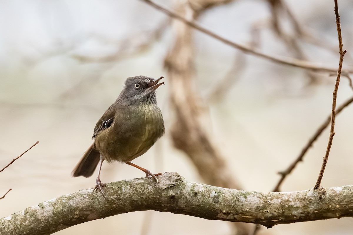 Tasmanian Scrubwren - ML639789392