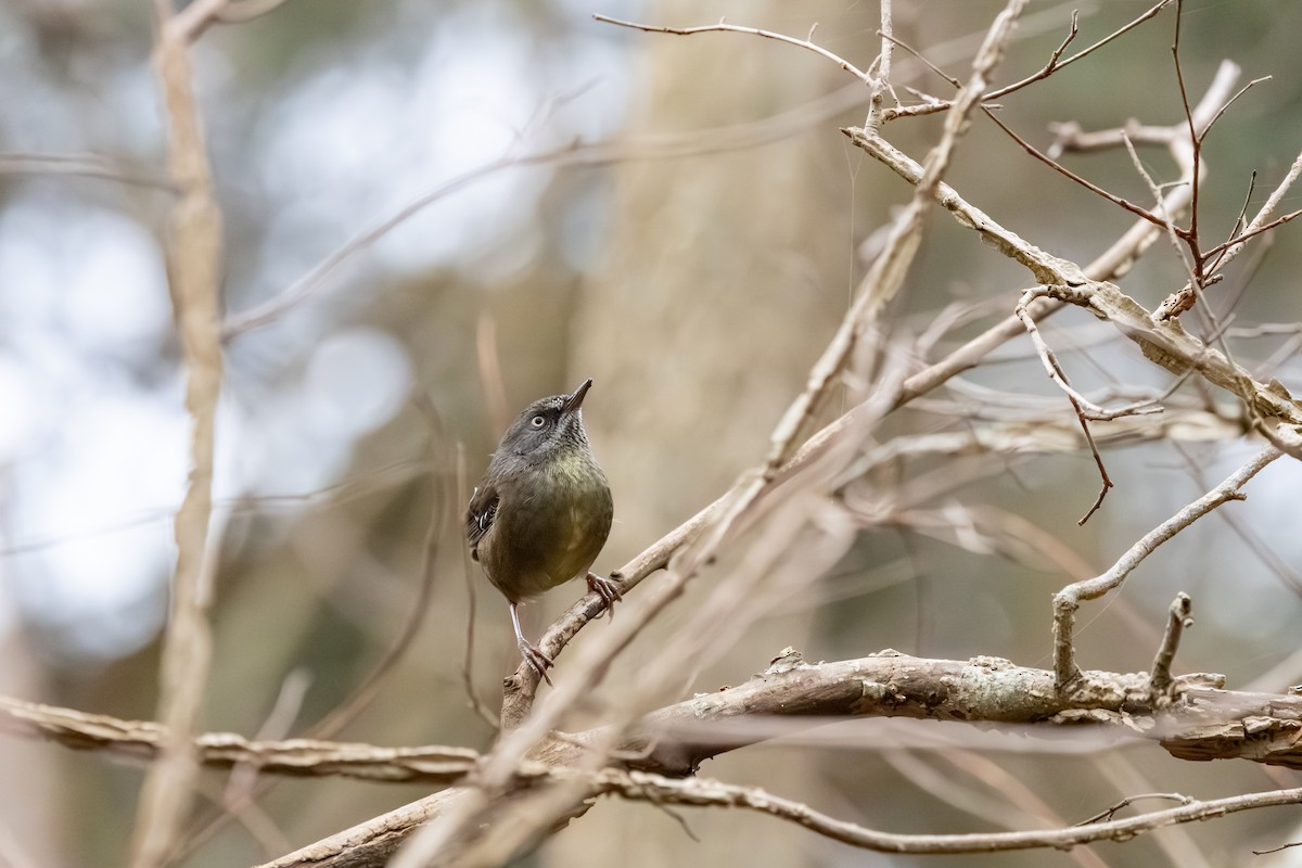 Tasmanian Scrubwren - ML639789393