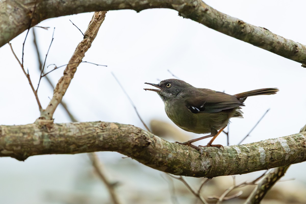 Tasmanian Scrubwren - ML639789394