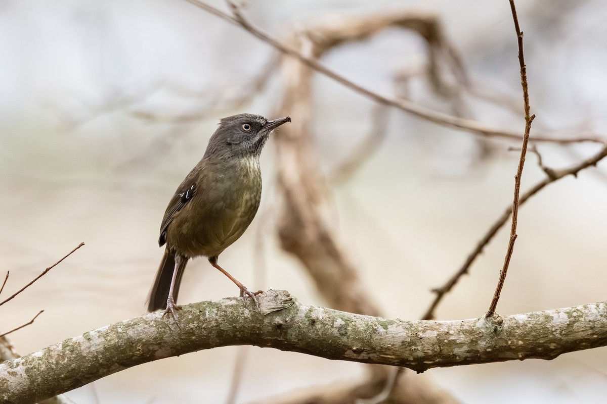 Tasmanian Scrubwren - ML639789395