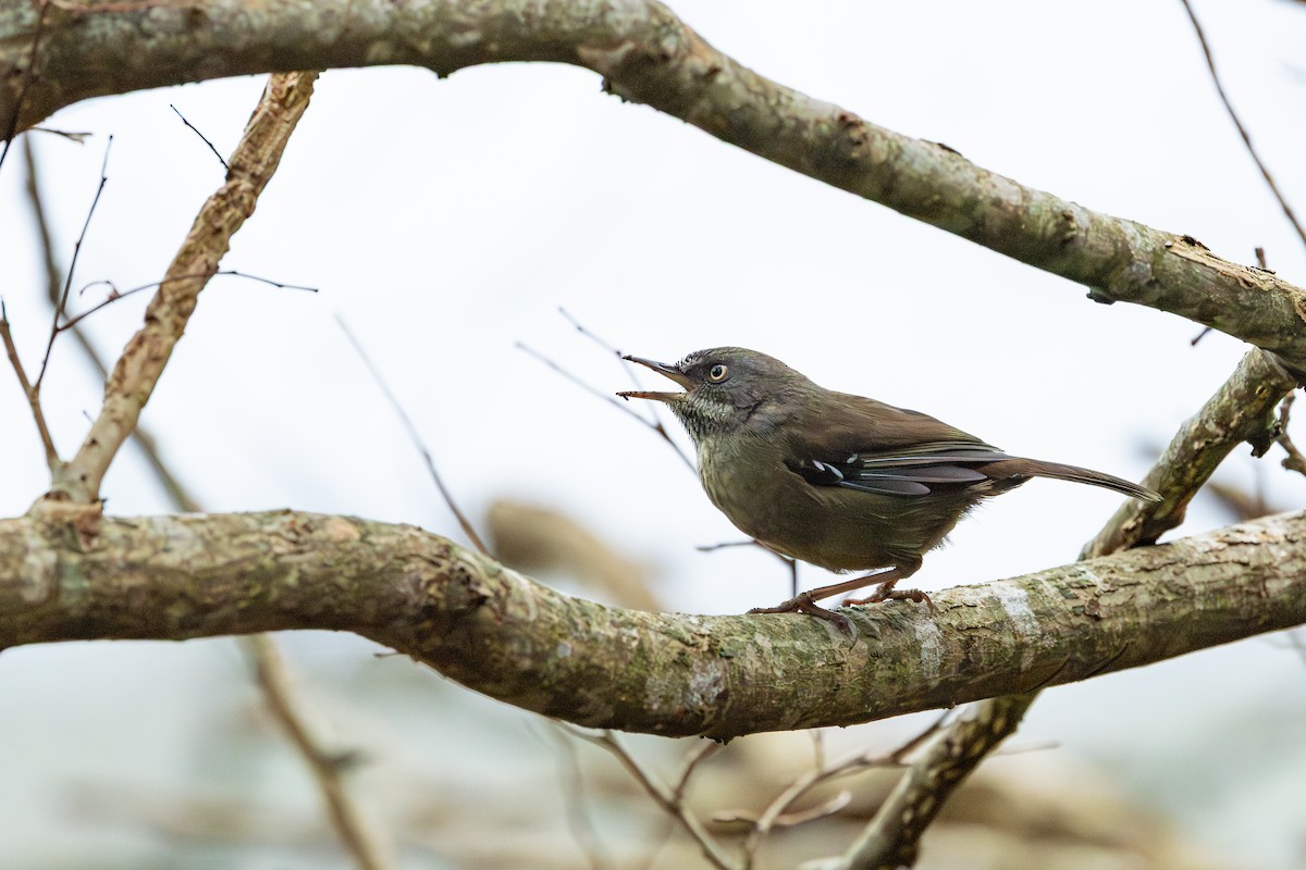 Tasmanian Scrubwren - ML639789396